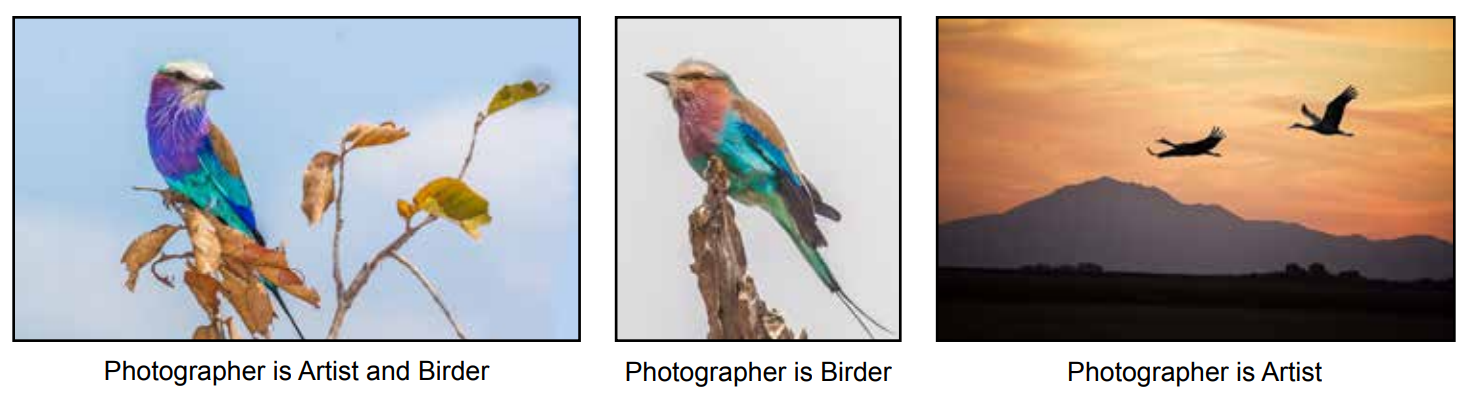 artist vs birder